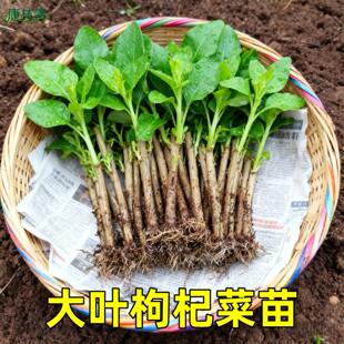 【下火明目】枸杞树苗食用枸杞叶苗菜苗南方四季蔬菜阳台盆栽绿植