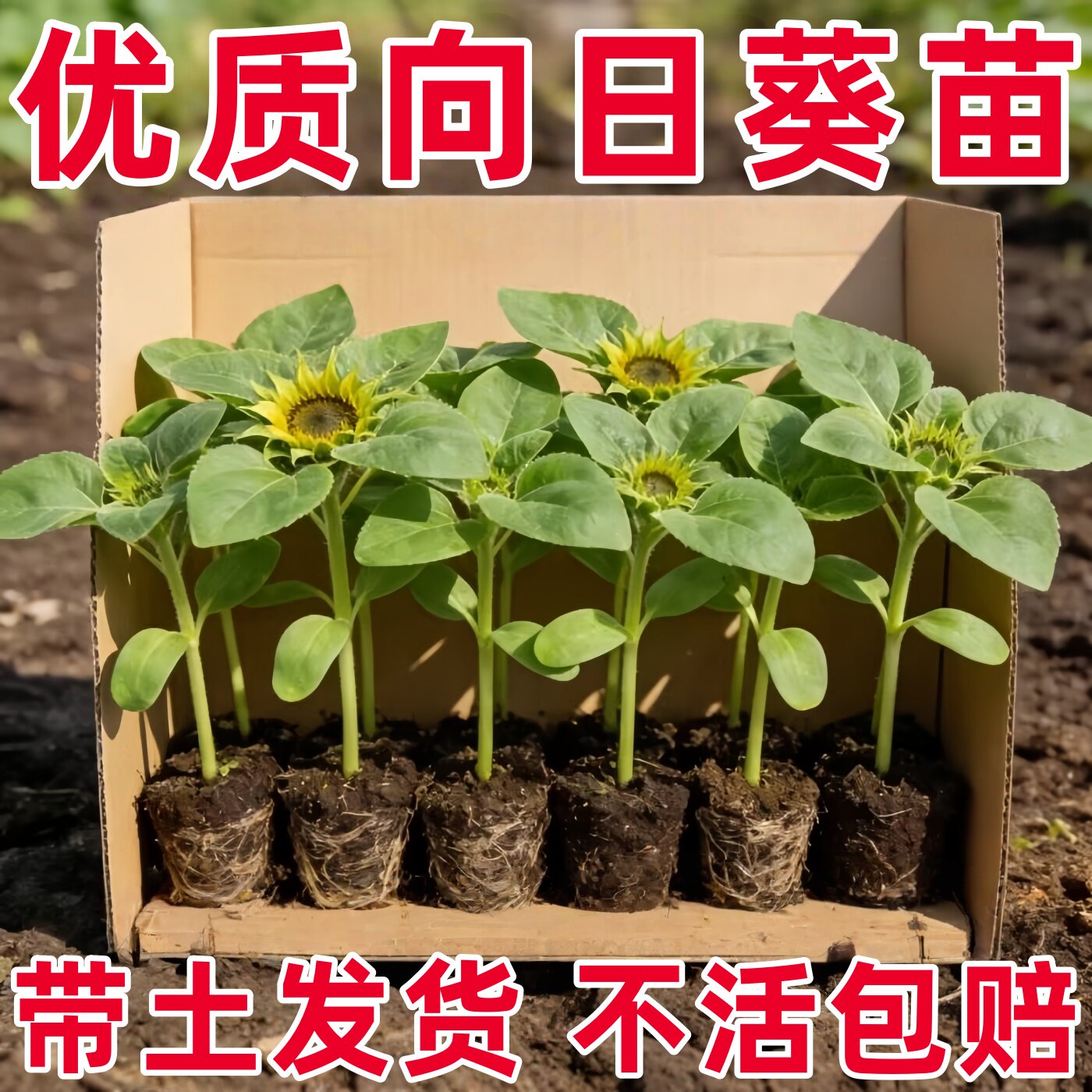 观赏可食用盆栽向日葵苗四季花卉阳台向日葵苗秧多头油葵绿植菜苗