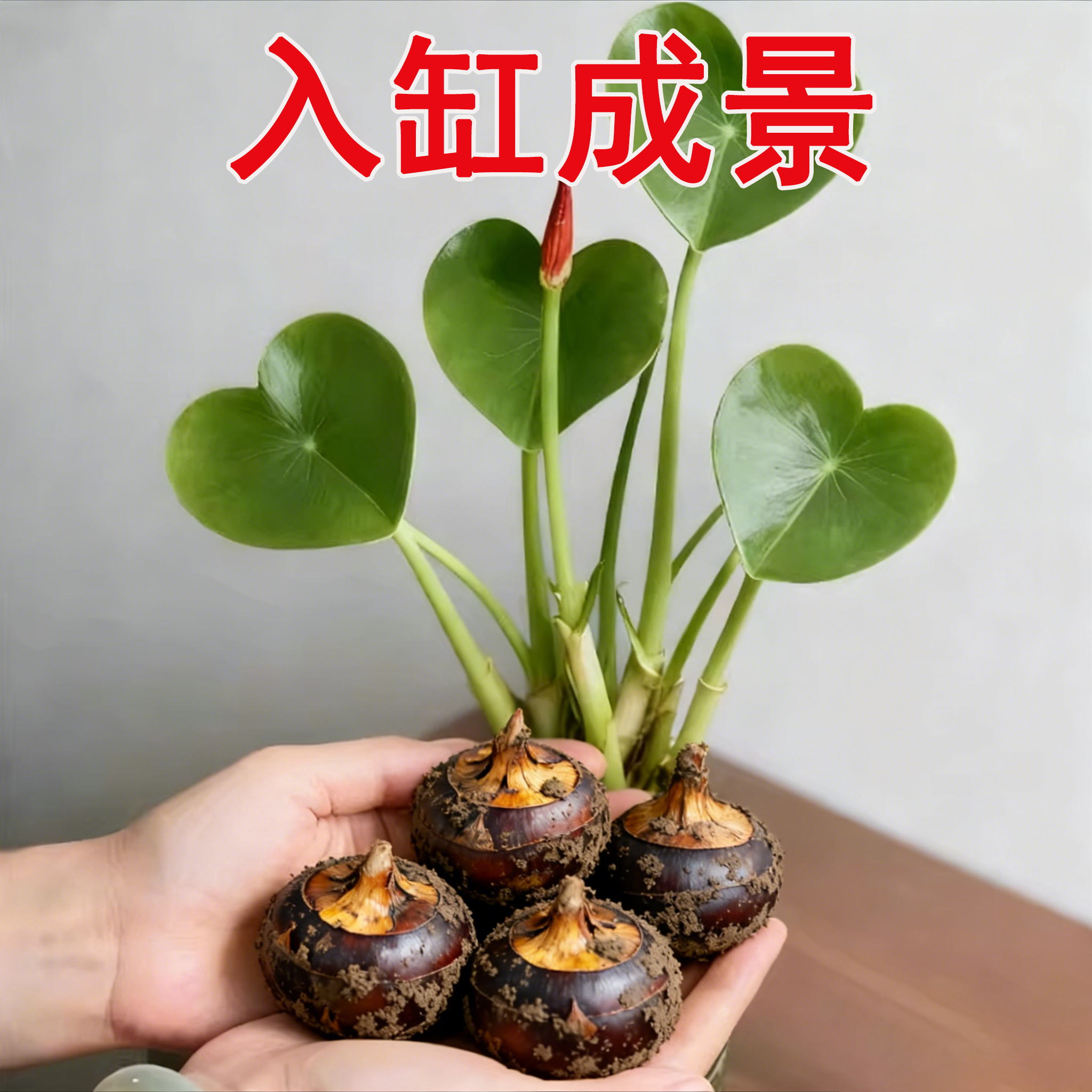 马蹄荸荠水培植物室内盆栽水草绿植观赏好养活苗鱼缸净化造景绿化,鲜花速递/花卉仿真/绿植园艺,红掌/凤梨/温室花卉,淘宝优惠券,粉丝福利购,淘宝优惠卷