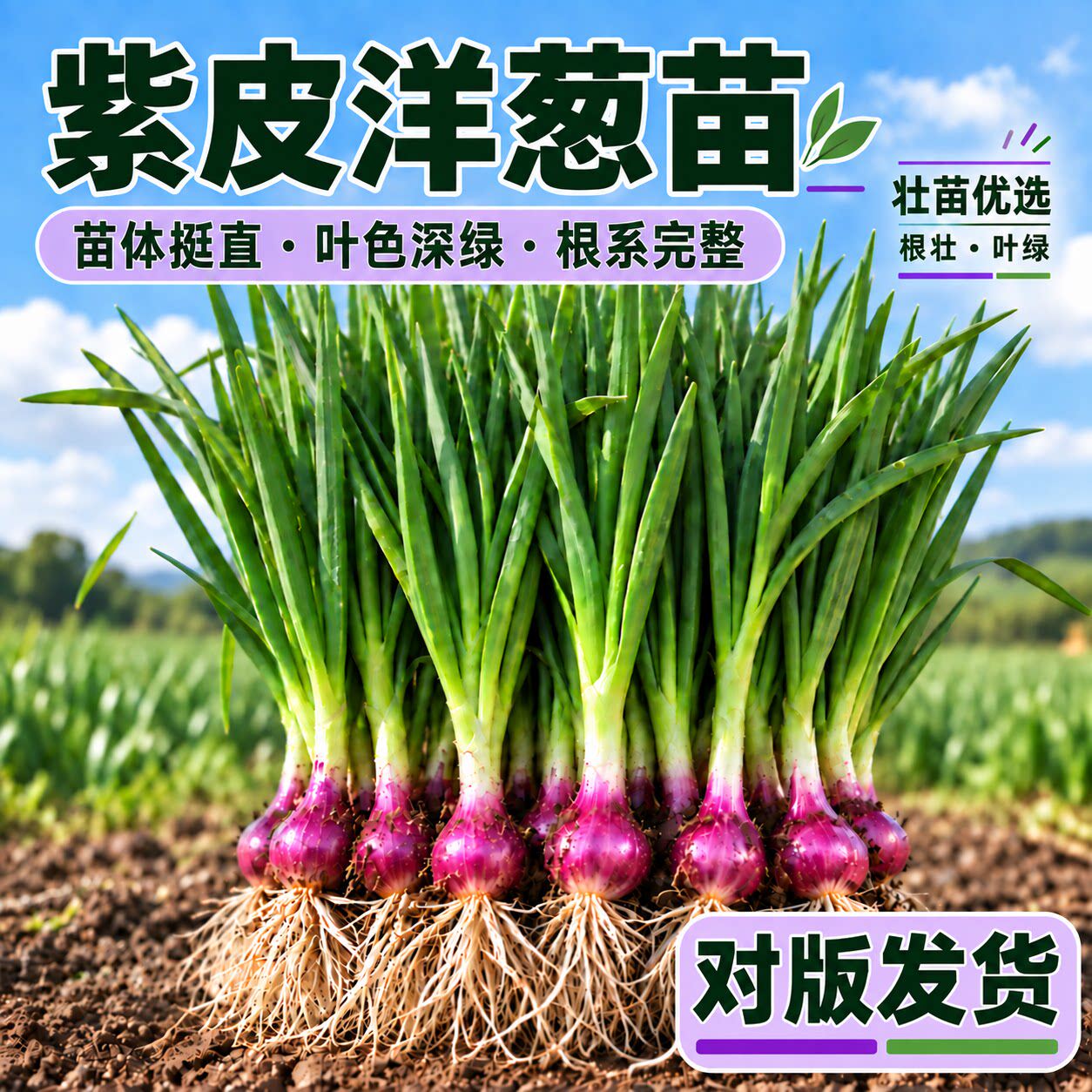 紫皮洋葱苗正宗老品种红皮水果四季菜苗秧苗蔬菜带土大全耐寒