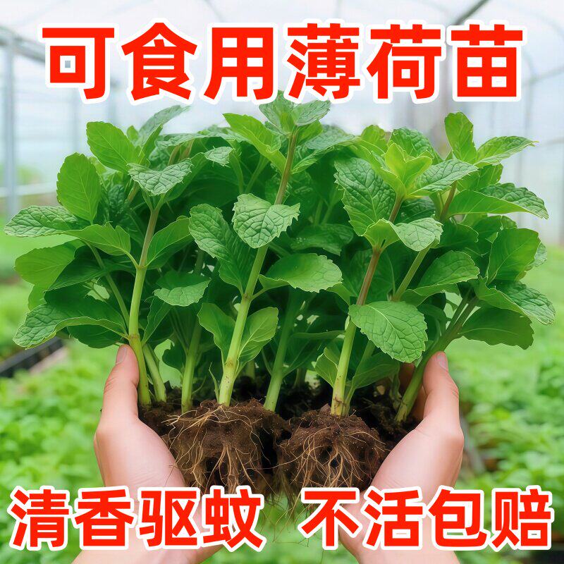 薄荷苗大叶薄荷草耐热耐寒室内绿植阳台种植新鲜薄荷叶苗驱蚊盆栽