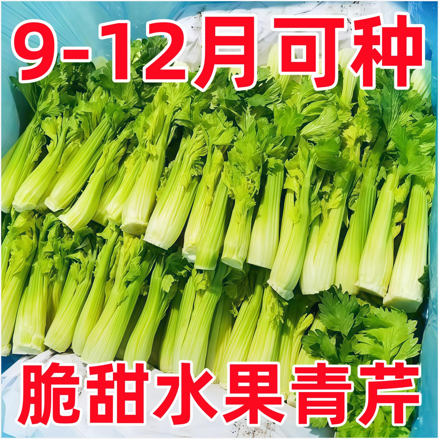 水果芹芽新鲜芹菜芽 三叶香可食用芽苗菜酒店西餐摆盘装饰香芹苗