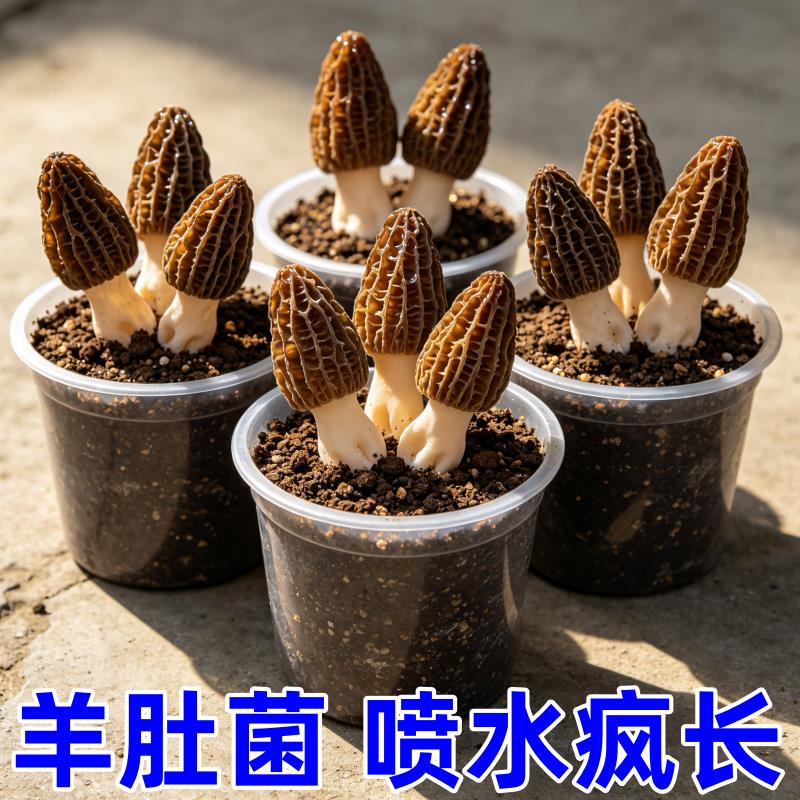 高产羊肚菌菌种家种居家培植食用蘑菇菌种菌包四季南北可种植
