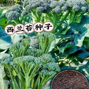 西兰苔种子甜杆西兰花长茎西洋芥兰青花笋耐寒冻农家田园蔬菜种子