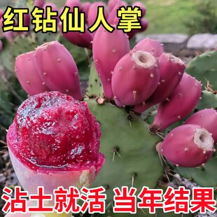 宝塔仙人掌可以开花结果的食用仙人掌多肉植物盆栽