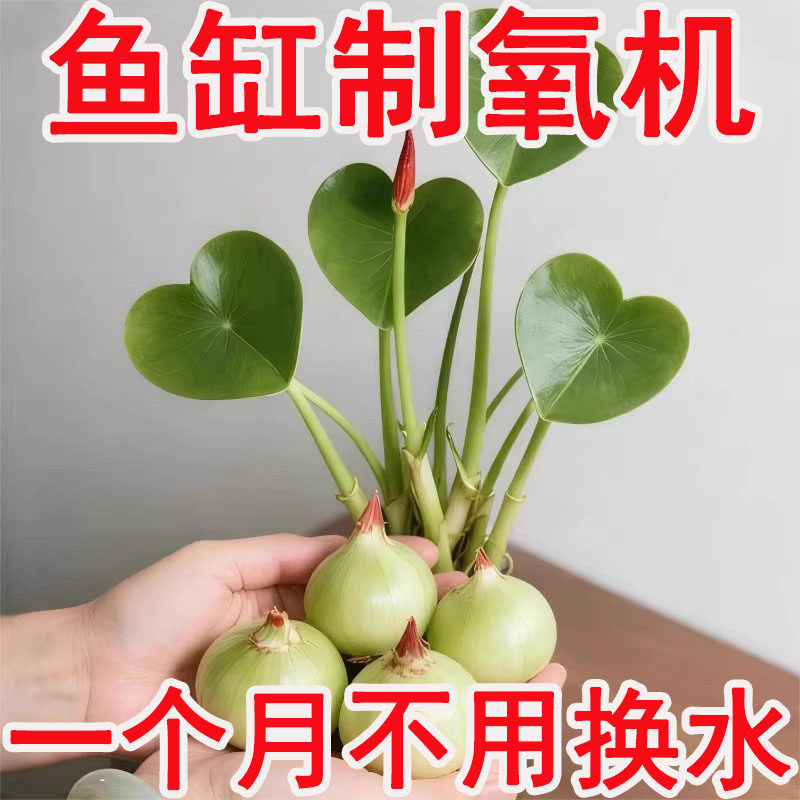 茨菇种球慈菇水培水生懒人室内四季植物燕尾鱼缸水草慈菇池塘净化,鲜花速递/花卉仿真/绿植园艺,红掌/凤梨/温室花卉,淘宝优惠券,粉丝福利购,淘宝优惠卷