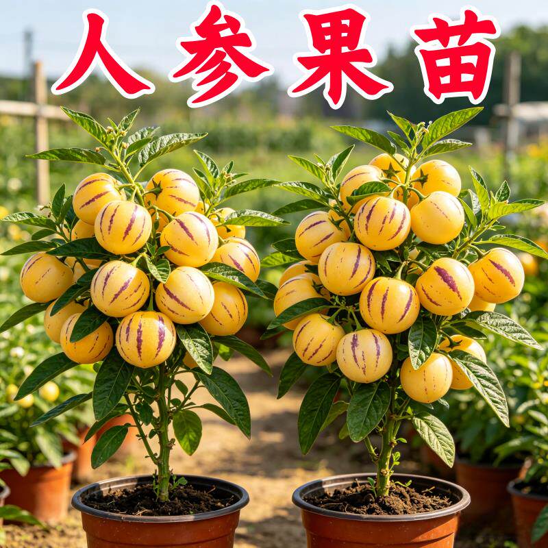 人参果树果苗大苗带土当年结果人叁果苗特大号盆栽水果种子苗秧苗