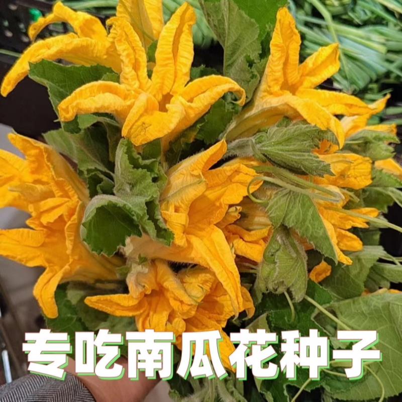 专吃南瓜花新种南瓜苗种子专产南瓜尖柔软不苦涩无毛四季蔬菜种子