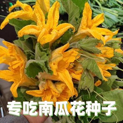 专吃南瓜花新种南瓜苗种子专产南瓜尖柔软不苦涩无毛四季蔬菜种子