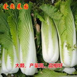玉田正宗二包尖白菜种子大白菜当季露天产地高产易种秋季必种