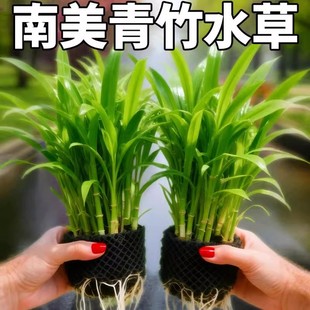 南美青竹水草鱼缸专用植物坨草净化水质养鱼造景增氧制氧阴性竹子