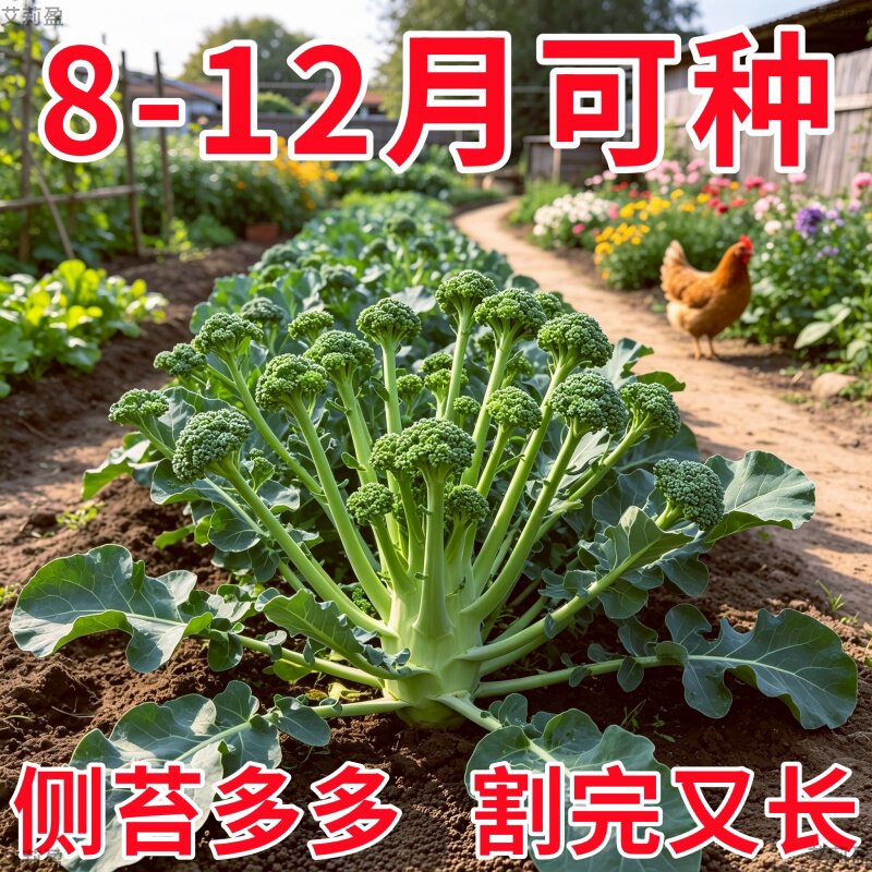 西兰苔种子西洋芥兰种籽小西蓝花芥蓝菜苔菜心四季耐高温蔬菜高产