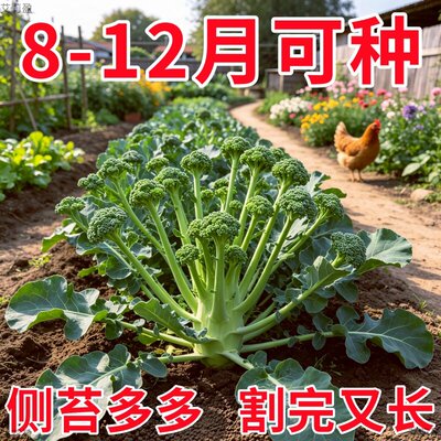 西兰苔种子西洋芥兰种籽小西蓝花芥蓝菜苔菜心四季耐高温蔬菜高产