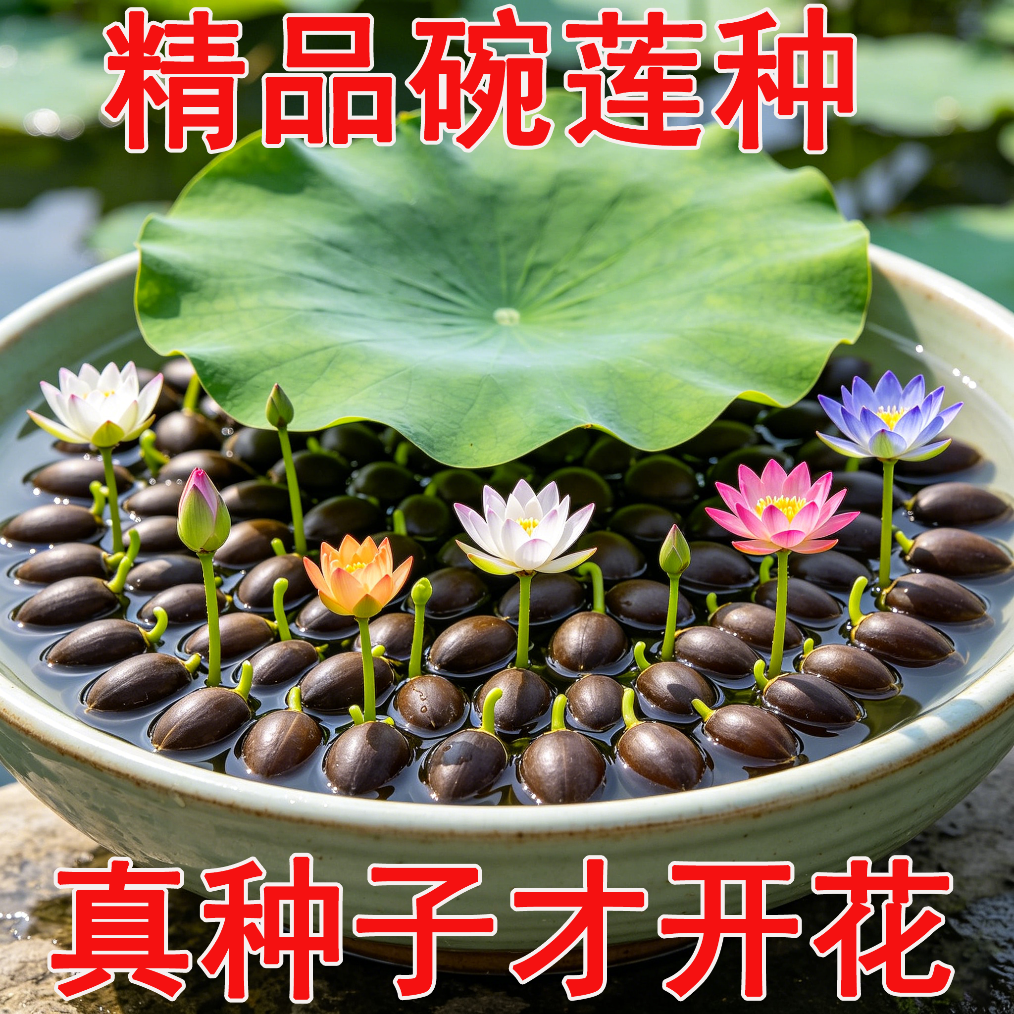 碗莲水培植物花卉室内花好养种子籽水养荷花盆栽客厅睡莲