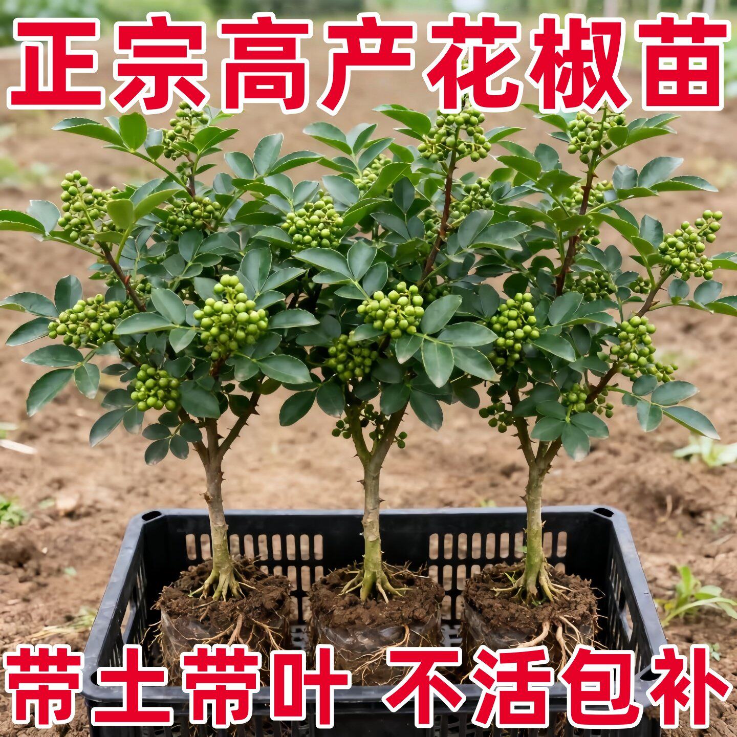 正宗四川汉源藤椒树苗青花椒椒无刺花椒绿花椒麻椒树苗南北方种植