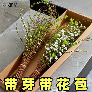 雪柳鲜切鲜枝干枝带花芽发货水培鲜花室内植物水养开花卉插花盆栽