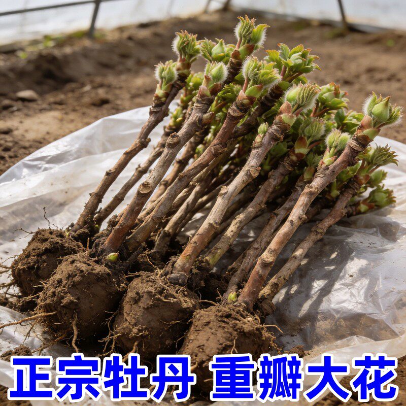 洛阳牡丹花苗带苞大花北方缠枝牡丹重瓣耐寒盆栽室内庭院带芽室外