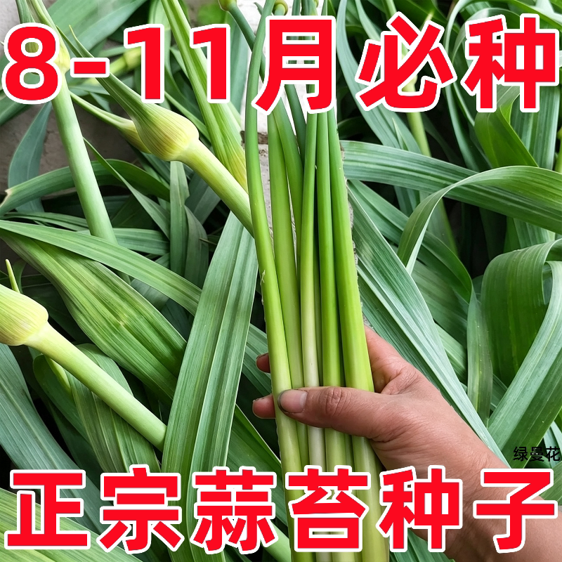 蒜苔种子大蒜种子蒜种紫皮本地吃蒜苔的大蒜种子老品种蒜台苗种子