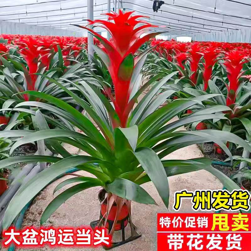 鸿运当头盆栽室内花卉鲜花办公室客厅桌面摆件绿植大花红掌年宵花