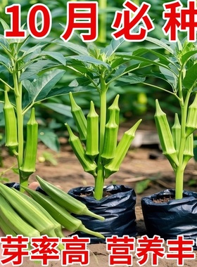 不易老水果秋葵种子生吃好种的水果黄色秋葵籽蔬菜四季阳台种植