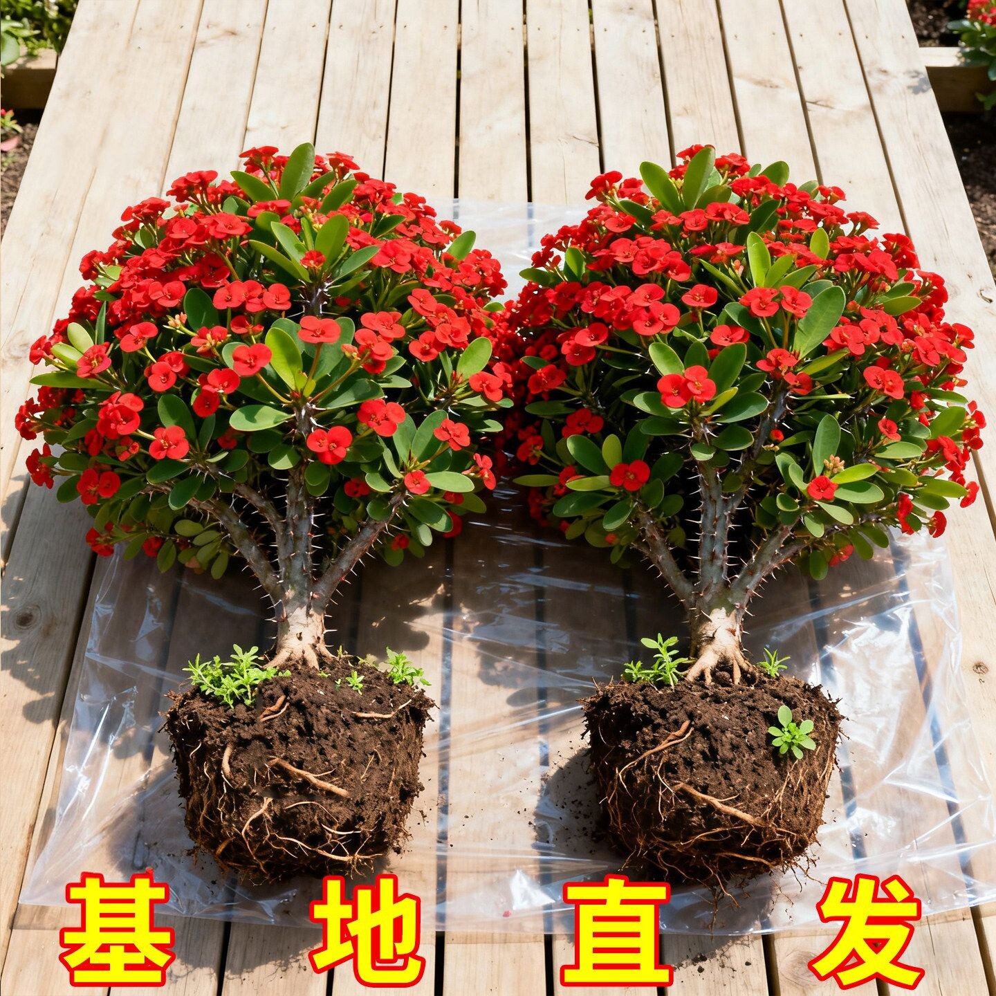 虎刺梅盆栽大花老桩带花苞阳台室内外花卉植物铁海棠开花耐热绿植