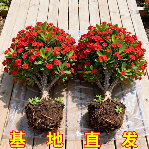 虎刺梅盆栽大花老桩带花苞阳台室内外花卉植物铁海棠开花耐热绿植
