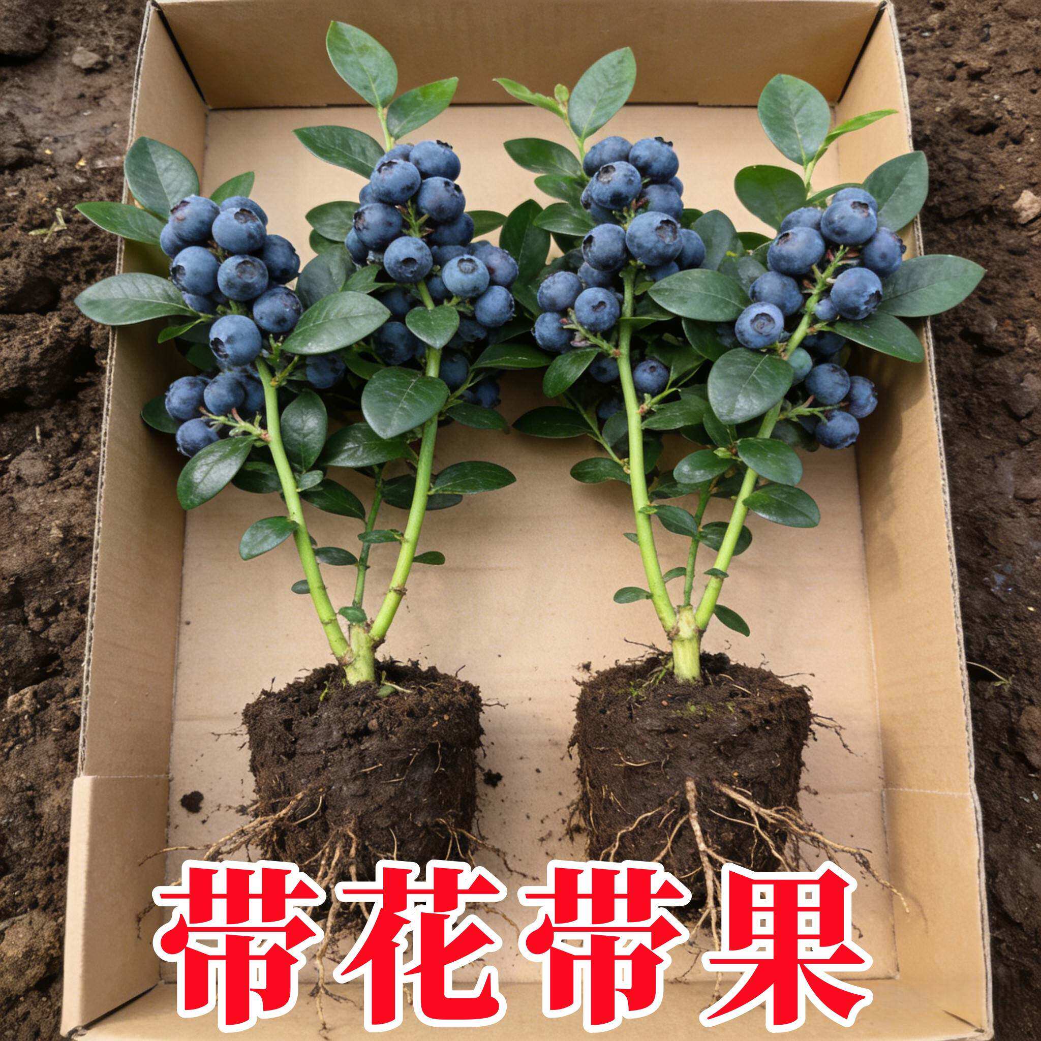 【带花带果】蓝莓树苗盆栽F6南方北方种植特大号果树苗四季结果