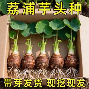 正宗广西桂林荔浦香芋头种植苗槟榔芋紫藤新鲜芋头苗 带根带芽