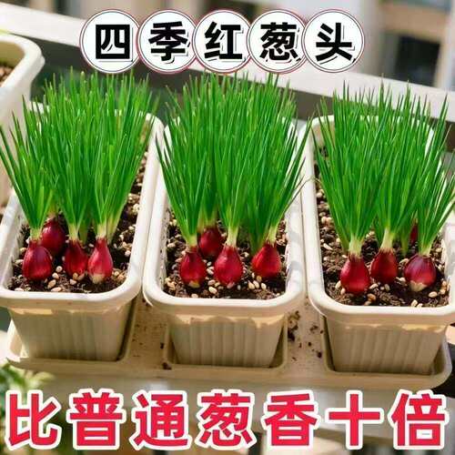种植专用四川小香葱红葱头带芽盆栽火葱黄葱四季葱苗榨葱油干葱头