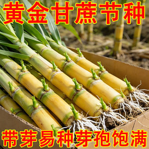 广西黑皮黄皮黄金水果甘蔗薄皮种植种苗高产新鲜正宗南北种子可种