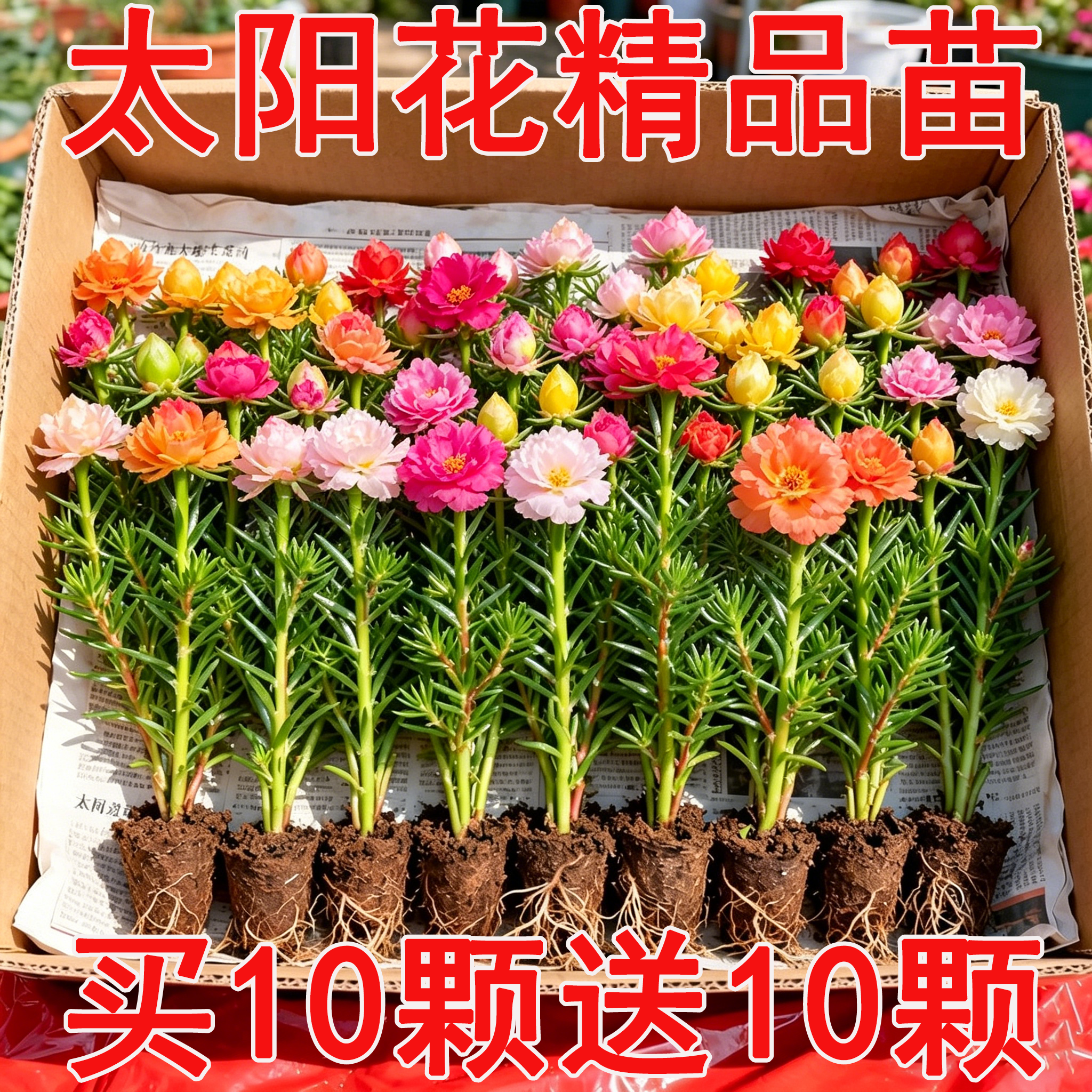 重瓣太阳花苗盆栽阳台庭院好养绿植花卉四季开带根带花苞宿根大花