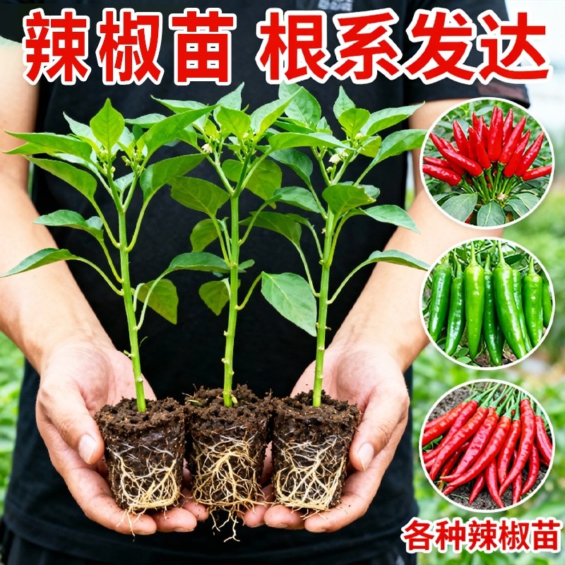 湖南正宗樟树港辣椒苗秧苗四季盆栽小米辣朝天椒螺丝椒高产阳台