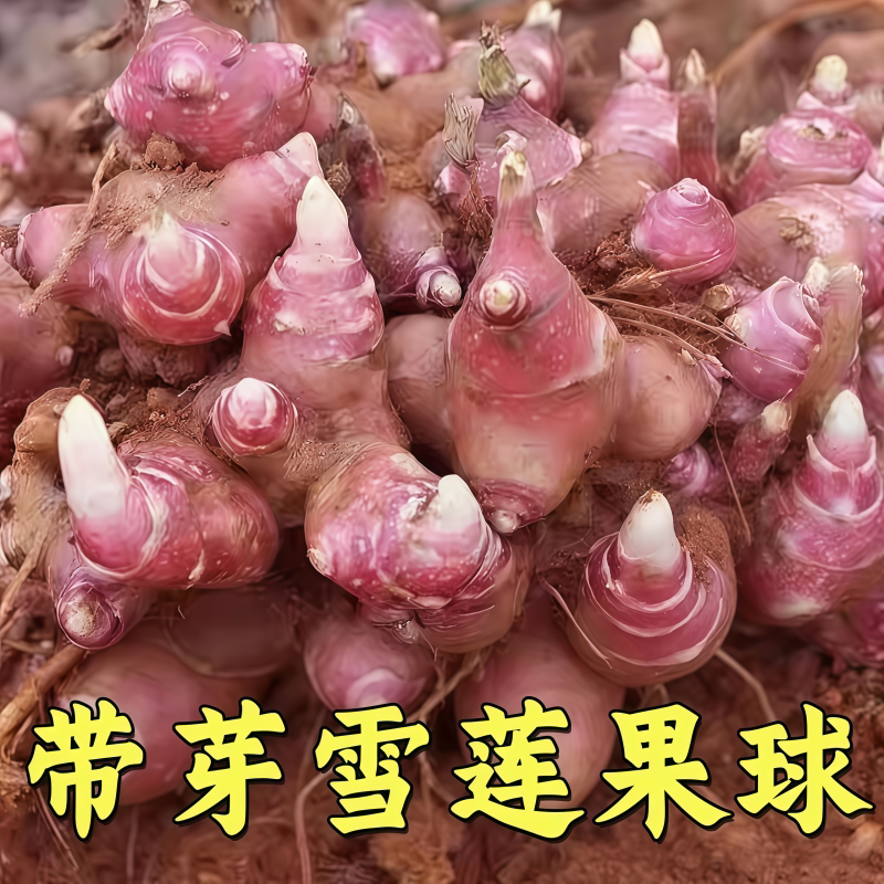 雪莲果种子黄心新鲜雪莲果种苗种球天山雪莲果优质种子红心甜种子