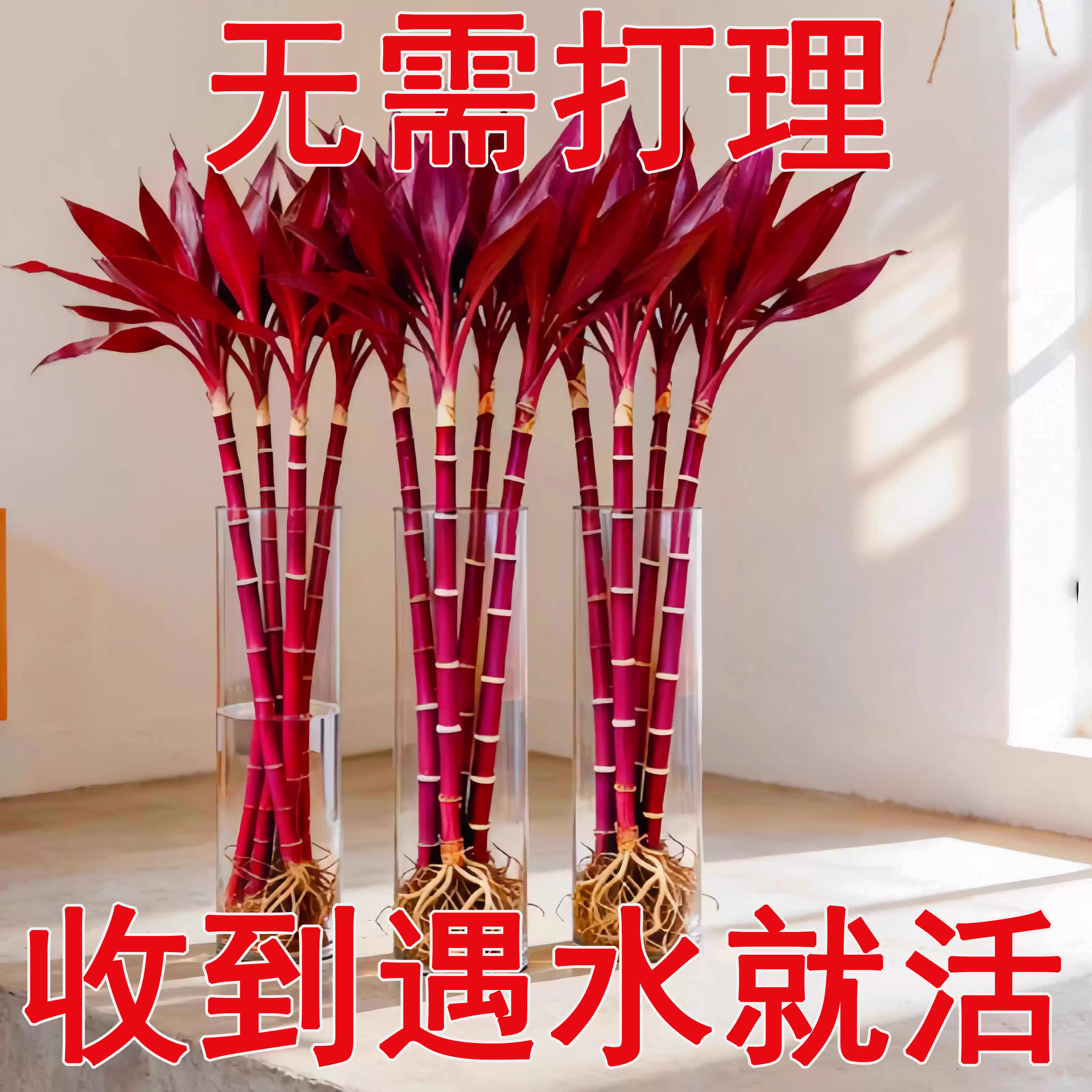 【紫气东来】紫竹鸿运当头富贵竹转运竹水培植物办公室内桌面好养,鲜花速递/花卉仿真/绿植园艺,红掌/凤梨/温室花卉,淘宝优惠券,粉丝福利购,淘宝优惠卷