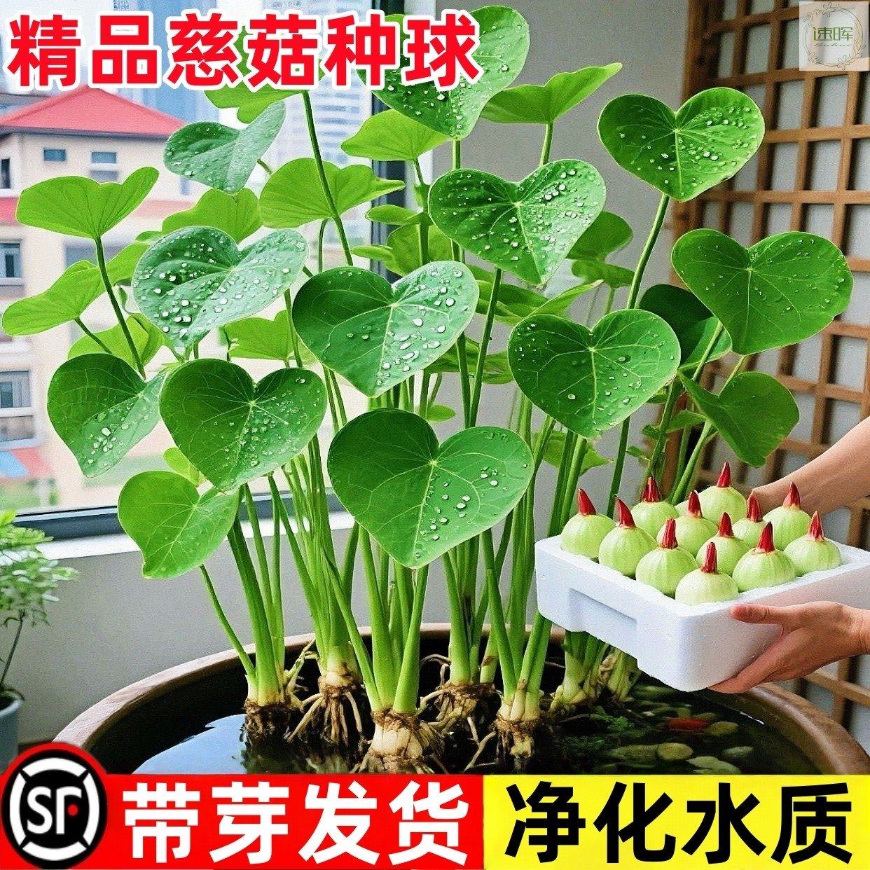 慈姑种根茨菇种苗慈菇种球水族装饰鱼缸造景净化水质可观赏颗食用,鲜花速递/花卉仿真/绿植园艺,红掌/凤梨/温室花卉,淘宝优惠券,粉丝福利购,淘宝优惠卷