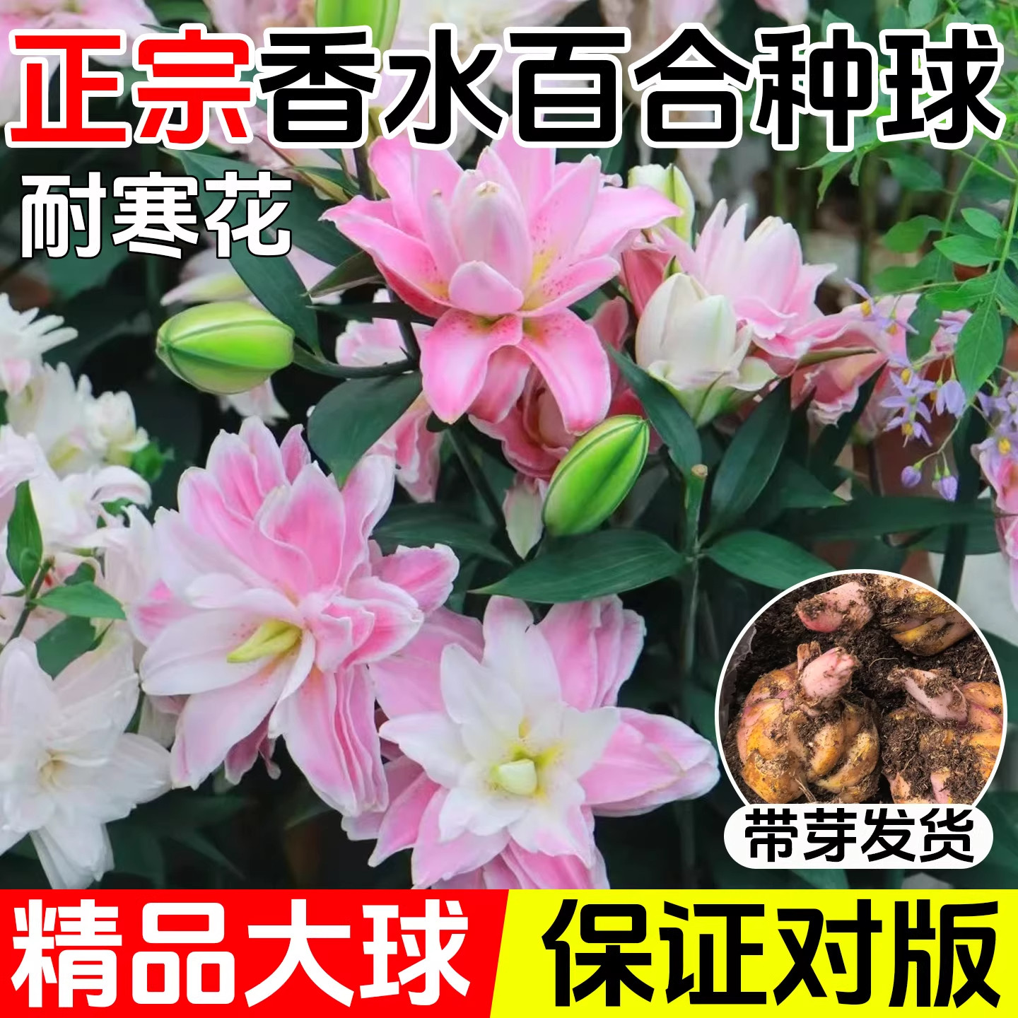 进口重瓣香水百合花种球盆栽香雪兰花卉绿植物四季播种开花郁金香,鲜花速递/花卉仿真/绿植园艺,红掌/凤梨/温室花卉,淘宝优惠券,粉丝福利购,淘宝优惠卷
