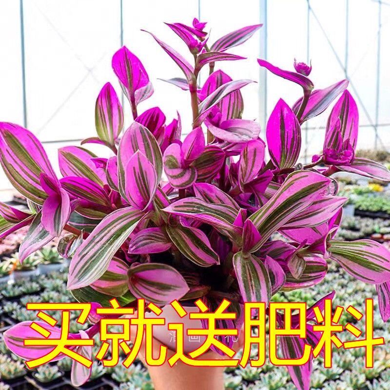 油画婚礼吊兰大苗盆栽进口垂吊爆盆紫露兰好养活绿植室内多肉植物