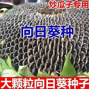 向日葵种子食用盆栽老品种大农家高产种植瓜子大粒葵花籽庭院阳台