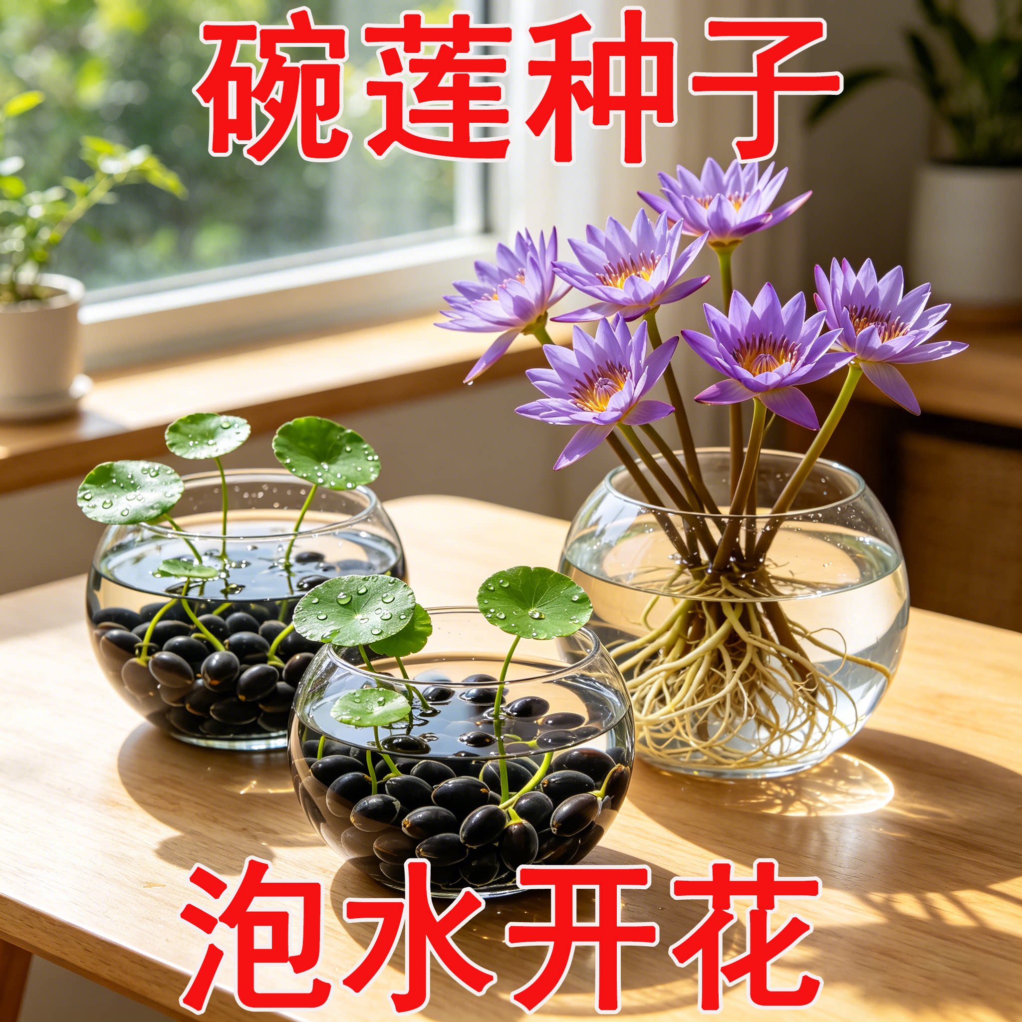 水培植物碗莲花卉室内花好养四季播种种子籽水养荷花盆栽客厅睡莲