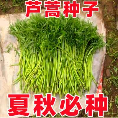 芦蒿种子蔬菜种子南京特产芦蒿种子水篙柳蒿茼蒿菜泥蒿苔四季种植
