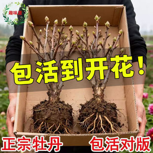 正宗洛阳牡丹大苗花苗花卉植物缠枝牡丹客厅易活好养盆栽庭院树苗