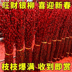 招财银柳鲜枝春节年宵花卉可水培植物干花红色银柳客厅装饰绿植