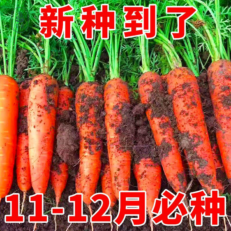 耐寒胡萝卜种籽子四季秋冬播八寸参红色高产菜园盆栽蔬菜种孑