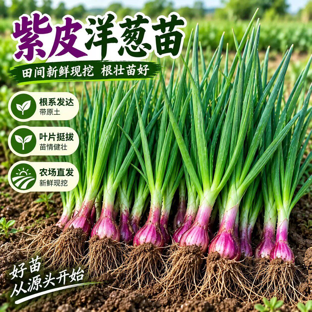 水果洋葱秧苗山东寿光紫皮洋葱苗带根二红扁圆红皮洋葱头苗子耐寒