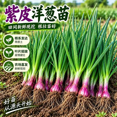 水果洋葱秧苗山东寿光紫皮洋葱苗带根二红扁圆红皮洋葱头苗子耐寒