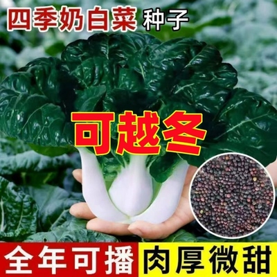 四季黑奶油白菜蔬菜黑叶矮脚奶白菜高钙小白菜脆甜新鲜蔬菜