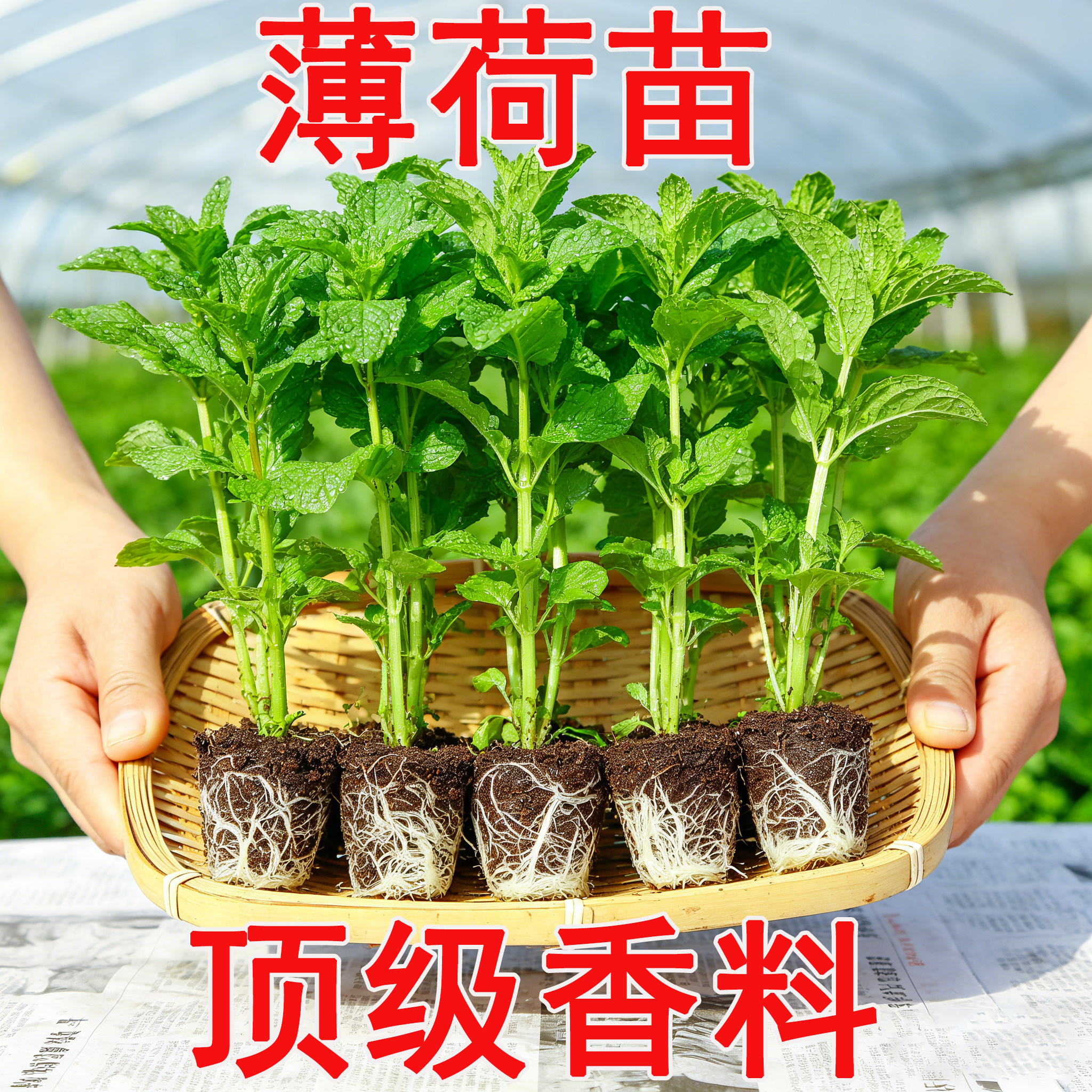 薄荷苗大叶薄荷草耐热耐寒室内绿植阳台种植新鲜薄荷叶苗驱蚊盆栽