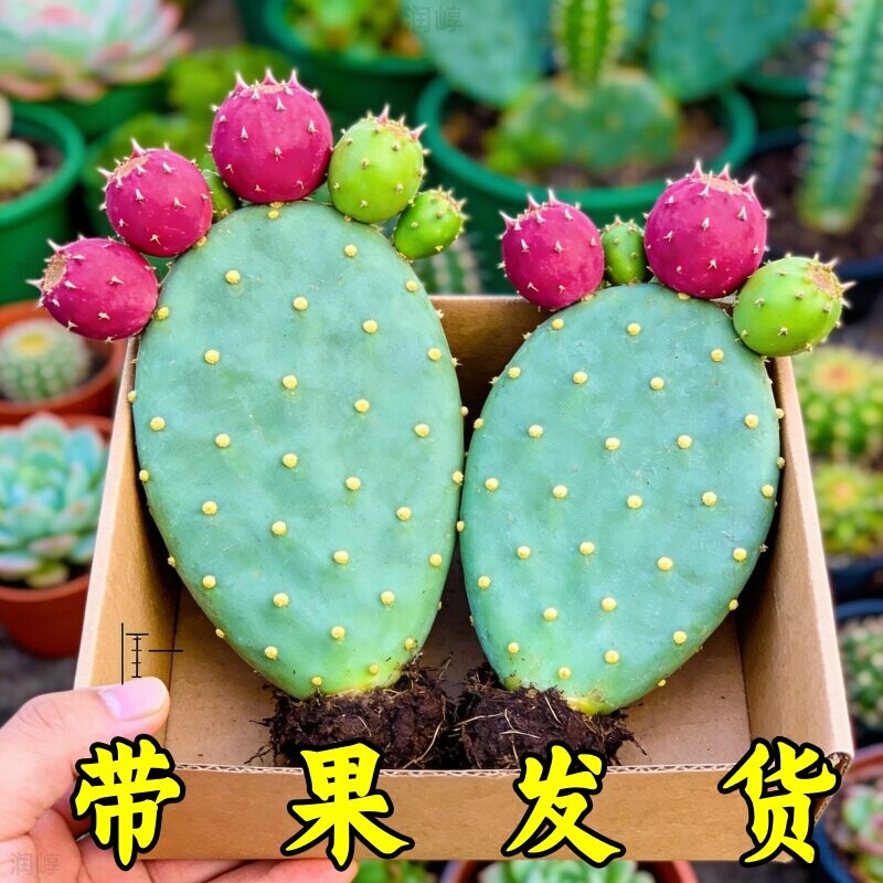 开花结果可食用仙人掌虎头团扇仙人掌耐热耐寒耐旱好养室外可过冬