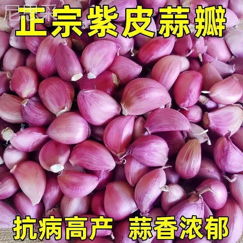 正宗紫皮蒜种子早蒜大蒜子新鲜蒜瓣红皮香蒜正月出蒜苔种红根蒜苗