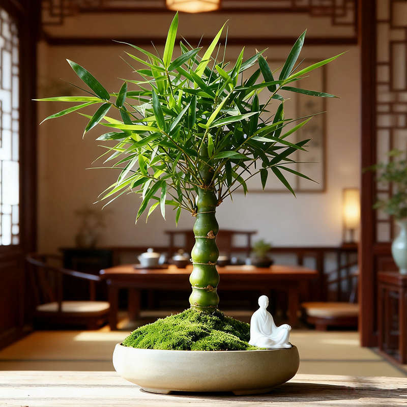 佛肚竹盆栽罗汉竹盆景室内四季常绿好养小绿植耐寒盆栽微型小盆景